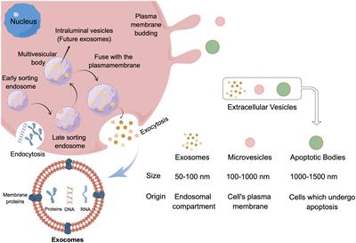 Frontiers | Exosomes And Osteosarcoma Drug Resistance